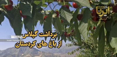 فیلم | برداشت گیلاس از باغ های کردستان