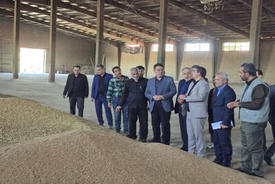 پیش‌بینی خرید ۸۰ هزار تن گندم در اردبیل