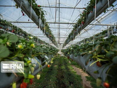 توسعه کشت گلخانه‌ای راهکار برون رفت از تنش آبی است