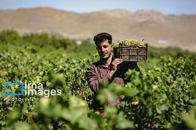 زخم شیرین؛ دلالان، طلای سرخ و زرد فارس را می‌دزدند