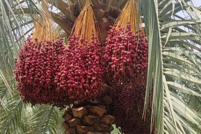 برداشت خرما در سراوان آغاز شد