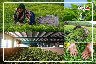 خرید بیش از ۸۱ هزار تُن برگ سبز چای؛ دولت سهم خود را پرداخت نکرده است