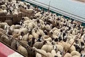 قیمت روز دام زنده سه شنبه ۲۴ تیر ۱۴۰۴ + جدول