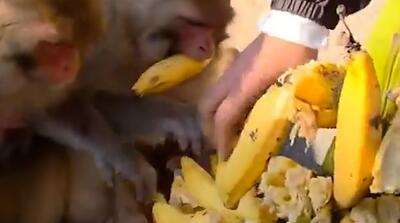 دختری که روز میمون‌ها را ساخت!