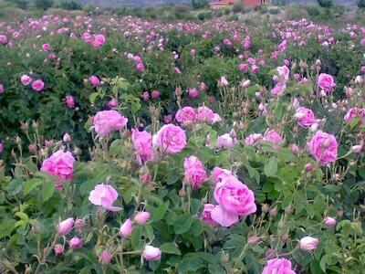 پیش بینی تولید ۸۵ تن گل محمدی در آمل