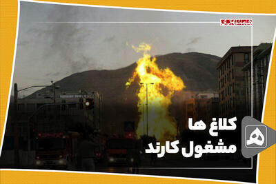 کلاغ ها مشغول کارند