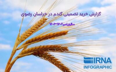 اینفوگرافیک| خرید تضمینی گندم در خراسان‌رضوی