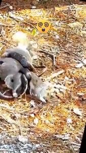 شجاعت خارق‌العاده‌ سنجاب مادر برای مبارزه با مار شکارچی و نجات فرزندش