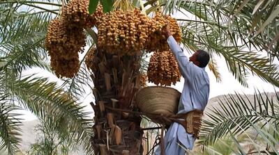 آغاز فصل رسیدن و آماده‌سازی خرما