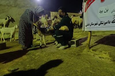 خدمات رایگان دامپزشکی در دورافتاده‌ترین روستای استان بوشهر