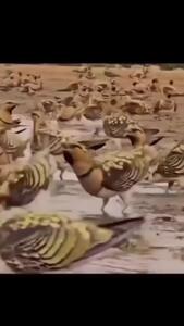 فیلم رفتار غریزی باقرقره برای بقاء جوجه ها