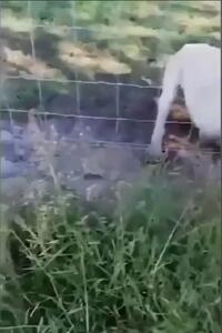 فیلم لحظه دریدن دست مرد توسط شیر