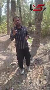 نیشکر می‌نوشد، نخل می‌سوزد/ ۲.۵ میلیون نخل در معرض خطر/  مردم خرمشهر و آبادان از آب چشم‌سوز می گویند + فیلم