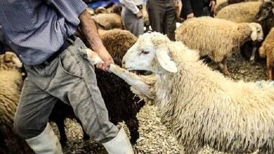 خلاقیت خنده دار چوپان برای رقابت با هادی چوپان حماسه آفرید/ هنر نزد ایرانیان است و بس