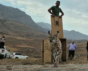 سیاهگوش ایرانی به طبیعت گیلان بازگشت