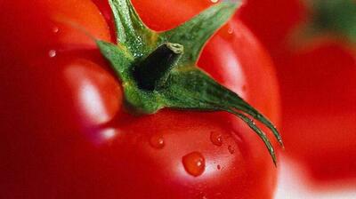 میگنا - گوجه فرنگی پخته ضد سرطان  است