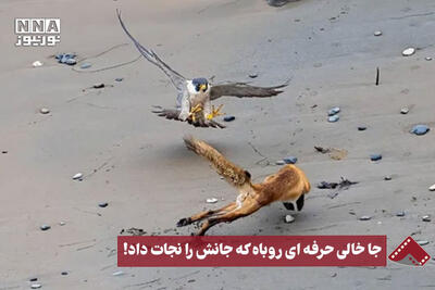 نورنما | جا خالی حرفه‌ای روباه که جانش را نجات داد!