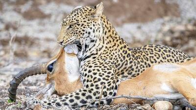نمایی جنجالی از شکار شدن آهو توسط چیتا+فیلم