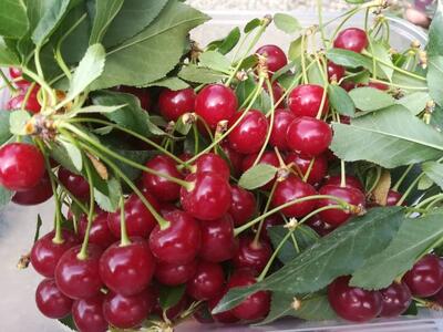 فواید شیرین یک میوه ترش برای قلب
