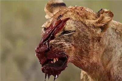 بدایع حیات وحش؛ مبارزه شیر مسلول با بوفالو نعشی از او گذاشت برای لاشخوری دیگران
