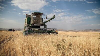 کاهش ۲۱ درصدی خرید تضمینی گندم نسبت به سال قبل