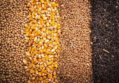 آغاز ثبت سفارش واردات جو و ذرت از روزهای آینده - تسنیم