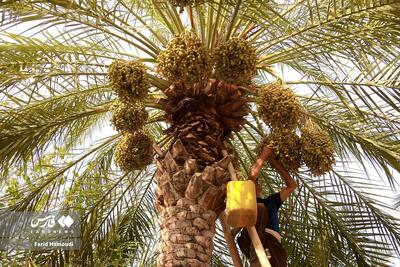 عکس/ برداشت رُطب در گرمای ۵۰ درجه