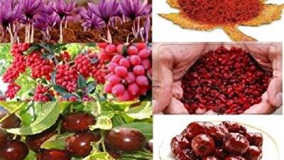 افزایش ۱۹ هزار تنی فرآوری محصولات خراسان جنوبی
