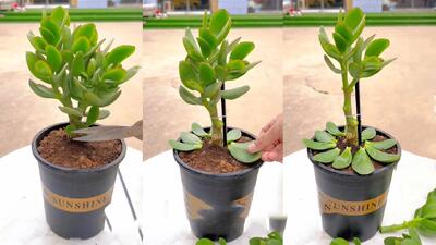 تسلط بر مراقبت از گیاهان ساکولنت / نکات آسان برای مبتدیان!