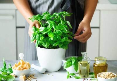 نکات کلیدی و کاربردی برای کاشت ریحان و نعناع در خانه