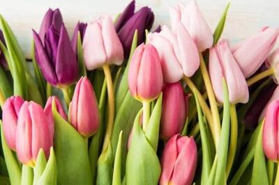 طریقه نگهداری صحیح گل لاله در منزل - سبک ایده آل
