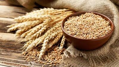 خبر مهم درباره پرداخت مطالبات گندمکاران