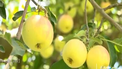 بروجرد، سرزمین سیب‌های شیرین! + فیلم