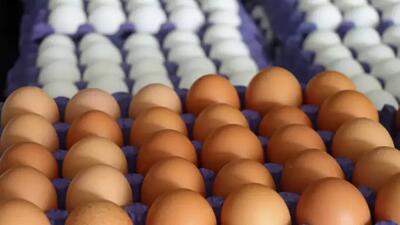 اصلاح آیین نامه تخم مرغ در استاندارد ملی غذایی ترکیه