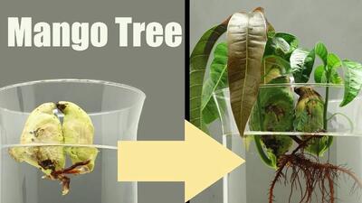 راهنمای کاشت و نگهداری هسته انبه در آب