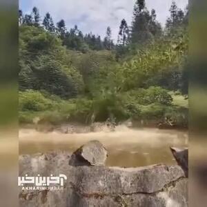شکار سرعتی تمساح توسط پلنگ!