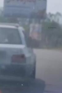 عجیب اما واقعی؛ پرایدسواری یک شتر در رامسر!