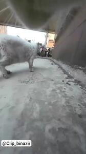 فیلم زندگی پرحادثه گربه شرور از نگاه دوربین