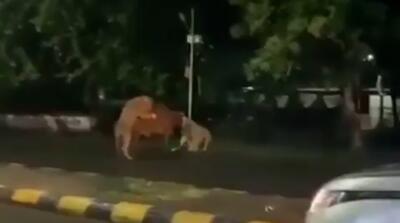 شکار گوساله توسط شیرها در خیابان‌های هند