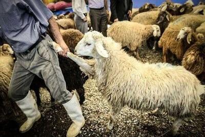 دام‌های مولد باز هم راهی کشتارگاه‌ها شدند