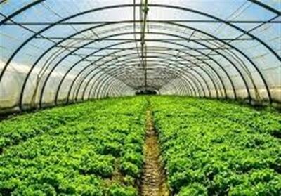 شتاب هوشمندانه در دل کویر/ جهش دوبرابری کشت گلخانه‌ای در هرمزگان - تسنیم