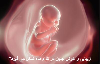 زیبایی جنین در کدام ماه شکل می گیرد؟ هوش جنین در چه ماهی شکل می گیرد؟