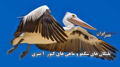 پلیکان های شکمو و ماهی های کپور 1 متری / فرصتی طلایی در دریاچه مارش (فیلم)