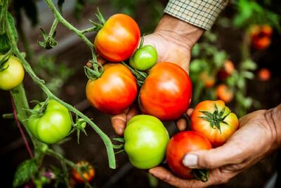 علت قرمز نشدن گوجه فرنگی و راهکارهای بهبود آن