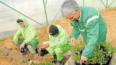 فرصت طلایی برای کارگران ایرانی