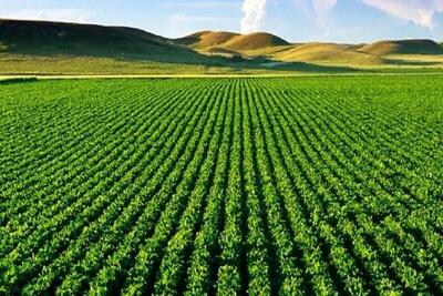 کشت سویا برای اولین بار در استان کرمانشاه