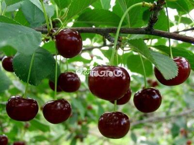 رتبه دوم آذربایجان شرقی در تولید ‌آلبالو در کشور