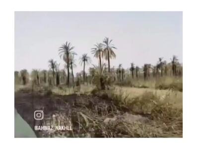 استاندار خوزستان بعد از فاجعه آمد؛ هزاران نخل سوختند، مردم ماندند با خاکستر و وعده + فیلم