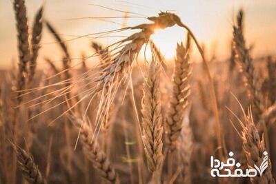 گندمکاران بخوانند؛ چه خبر از تعیین قیمت گندم؟