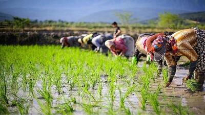 بیمه رایگان زنان سرپرست خانوار عشایر و روستایی